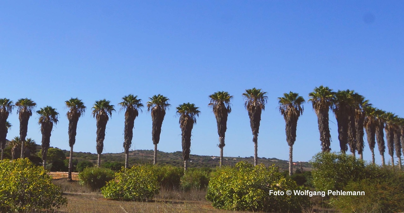 Sag mir wo die Palmen stehn in der Algarve oft zu sehn - Foto © Wolfgang Pehlemann DSC02759