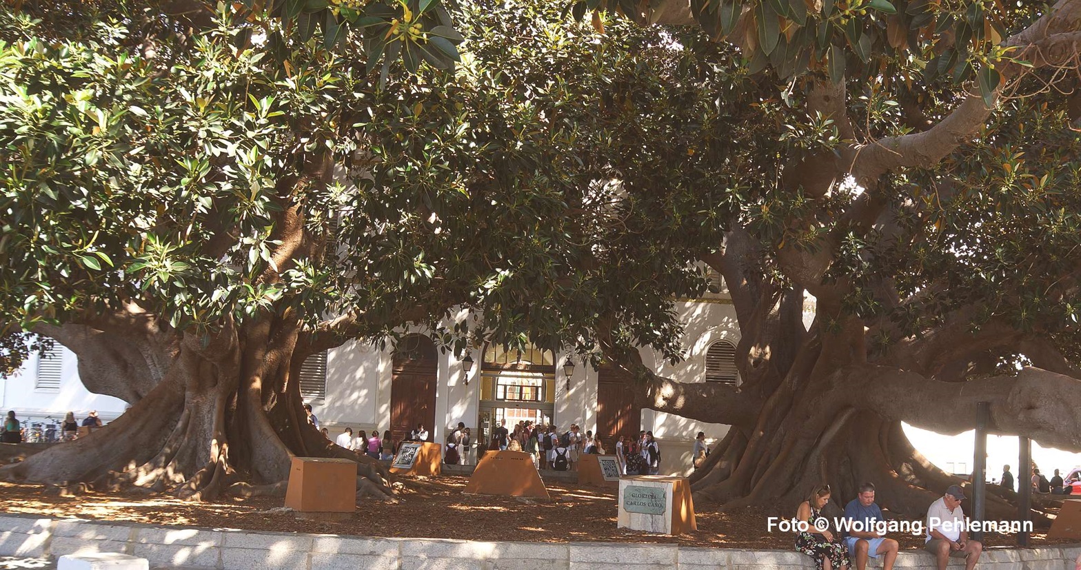 100 Jahre alt 2 ficus centenarios am Plaza Hospital del Mora in Cadiz Spanien - Foto © Wolfgang Pehlemann DSC03509