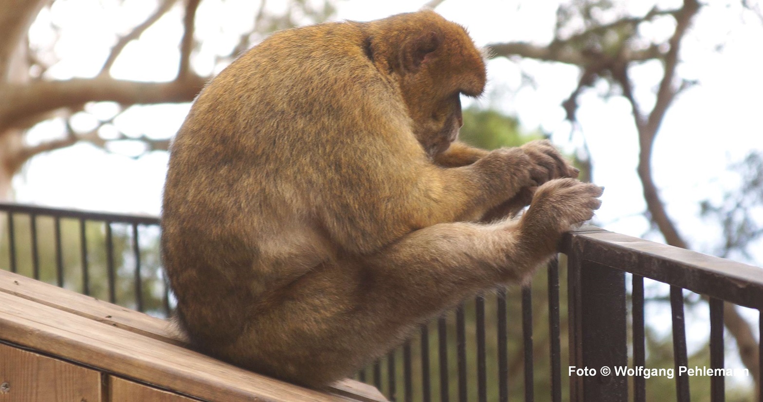 Socrates the philosophical Gibraltar monkey - Foto © Wolfgang Pehlemann DSC03786